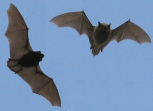 Pipistrelle